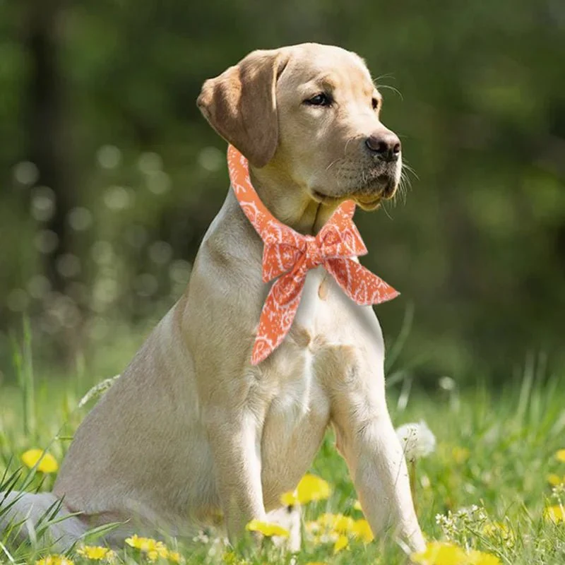 Bandana Rafraîchissant Pour Chien Et Chat – Image 2