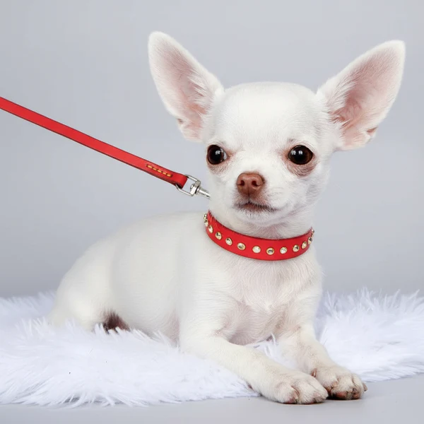 Collier Chic Perles Et Strass Pour Chien Et Chat – Image 8