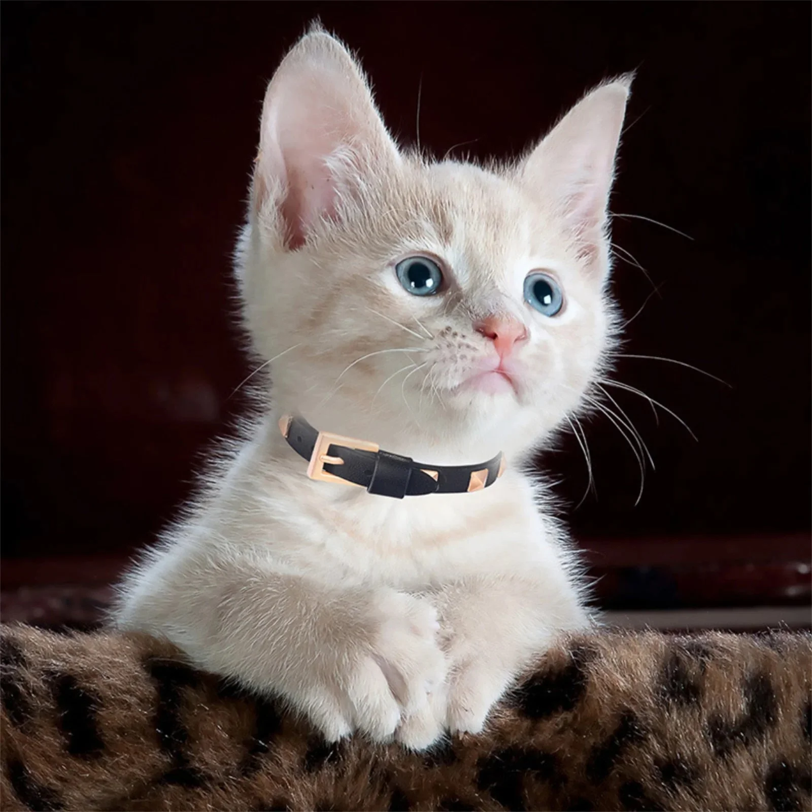 Collier Elégant Clouté Pour Petit Chat – Image 3