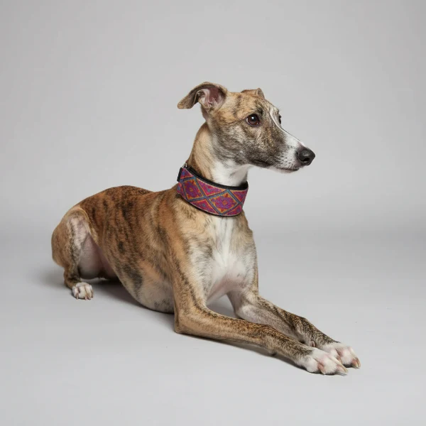 Collier Doux Et Confortable Pour Lévrier – Image 2