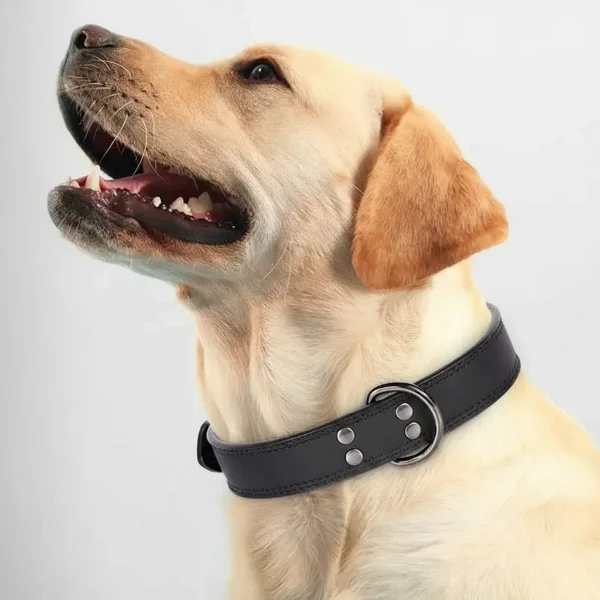 Collier Cuir Chien Élégant Et Résistant – Image 5