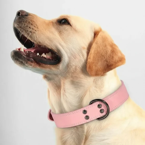 Collier Cuir Chien Élégant Et Résistant – Image 6