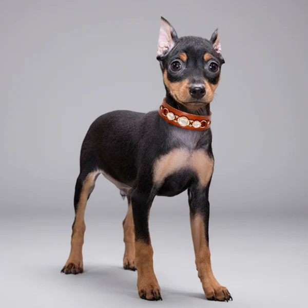 Collier Bijou En Cuir Pour Petit Chien – Image 7