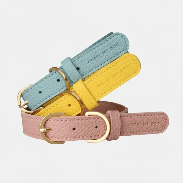 Collier Et Laisse Coloré Et Design Pour Chiot