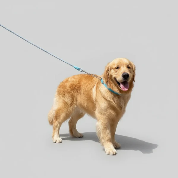 Collier Et Laisse Résistant Tressé Pour Chien – Image 3