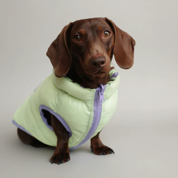 Doudoune Réversible Confortable Pour Teckel – Image 5