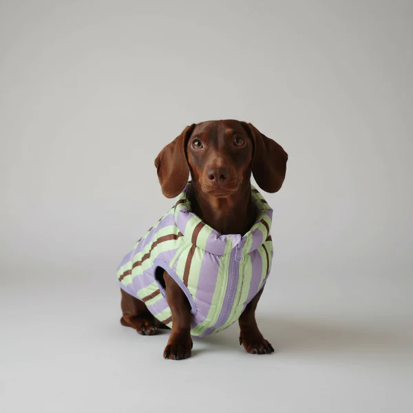 Doudoune Réversible Confortable Pour Teckel