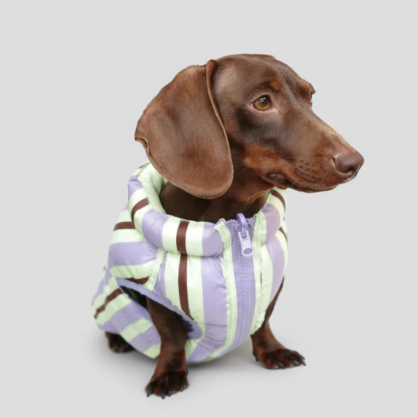 Doudoune Réversible Confortable Pour Teckel – Image 4