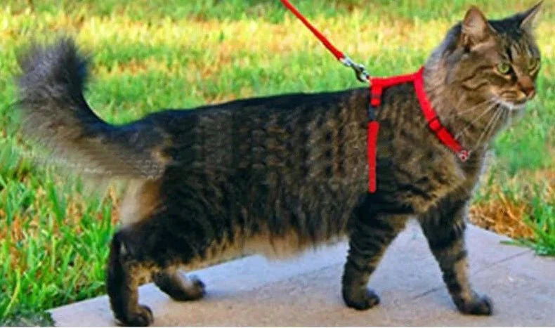 Ensemble Harnais Et Laisse Pour Chat Résistant – Image 3