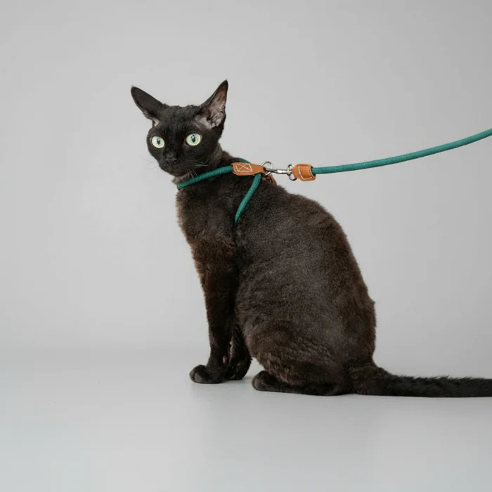 Harnais Réglable Pour Chat Avec Laisse Coordonnée – Image 2