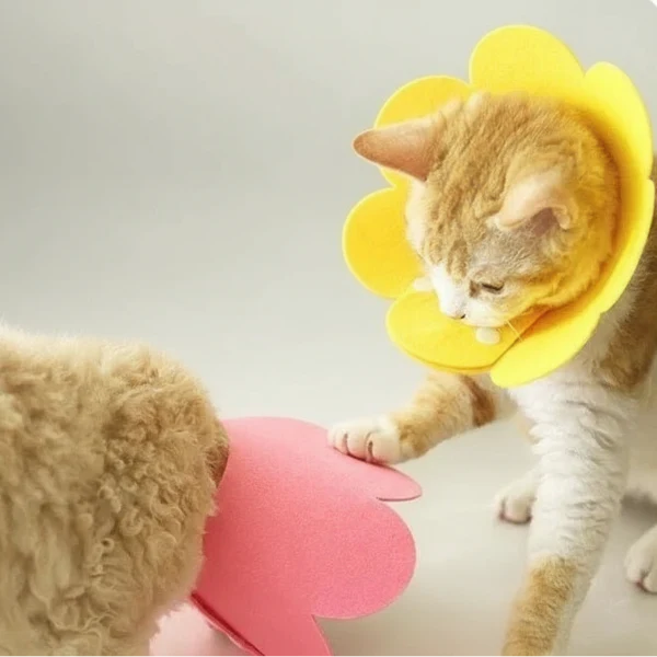 Collerette de protection en feutrine pour chat – Image 3
