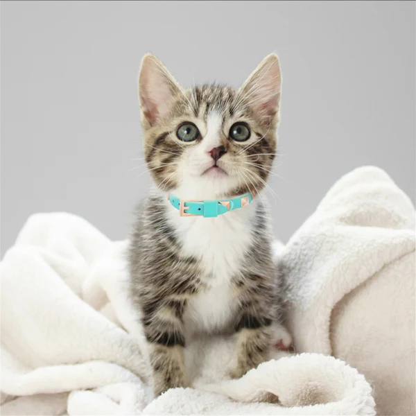 Collier Elégant Clouté Pour Petit Chat