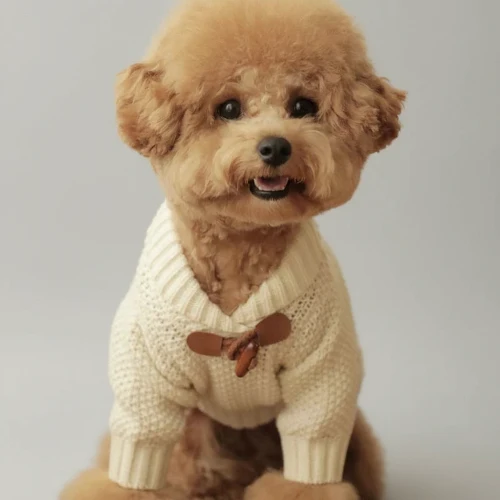 Pull Confortable Et Elégant Pour Petit Chien – Image 4