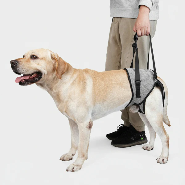 Support Lombaires Réglable Pour Grand Chien