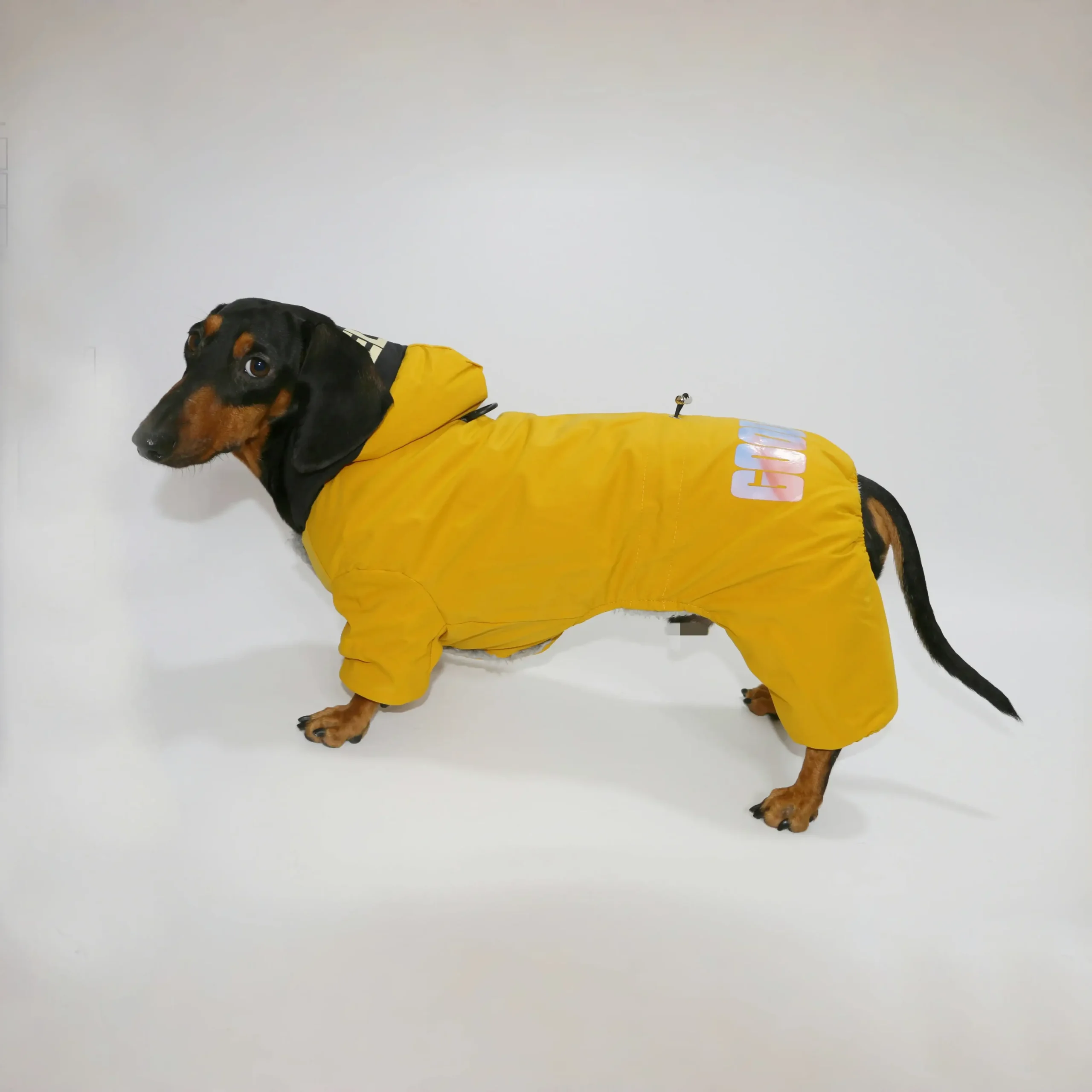 Veste Coupe-Vent Confortable Pour Teckel – Image 3