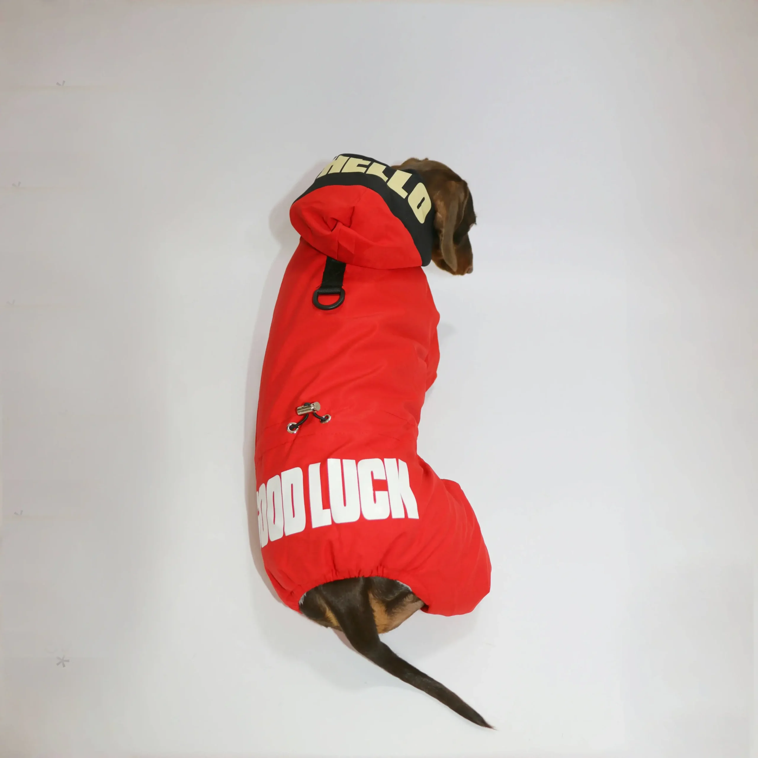 Veste Coupe-Vent Confortable Pour Teckel – Image 5