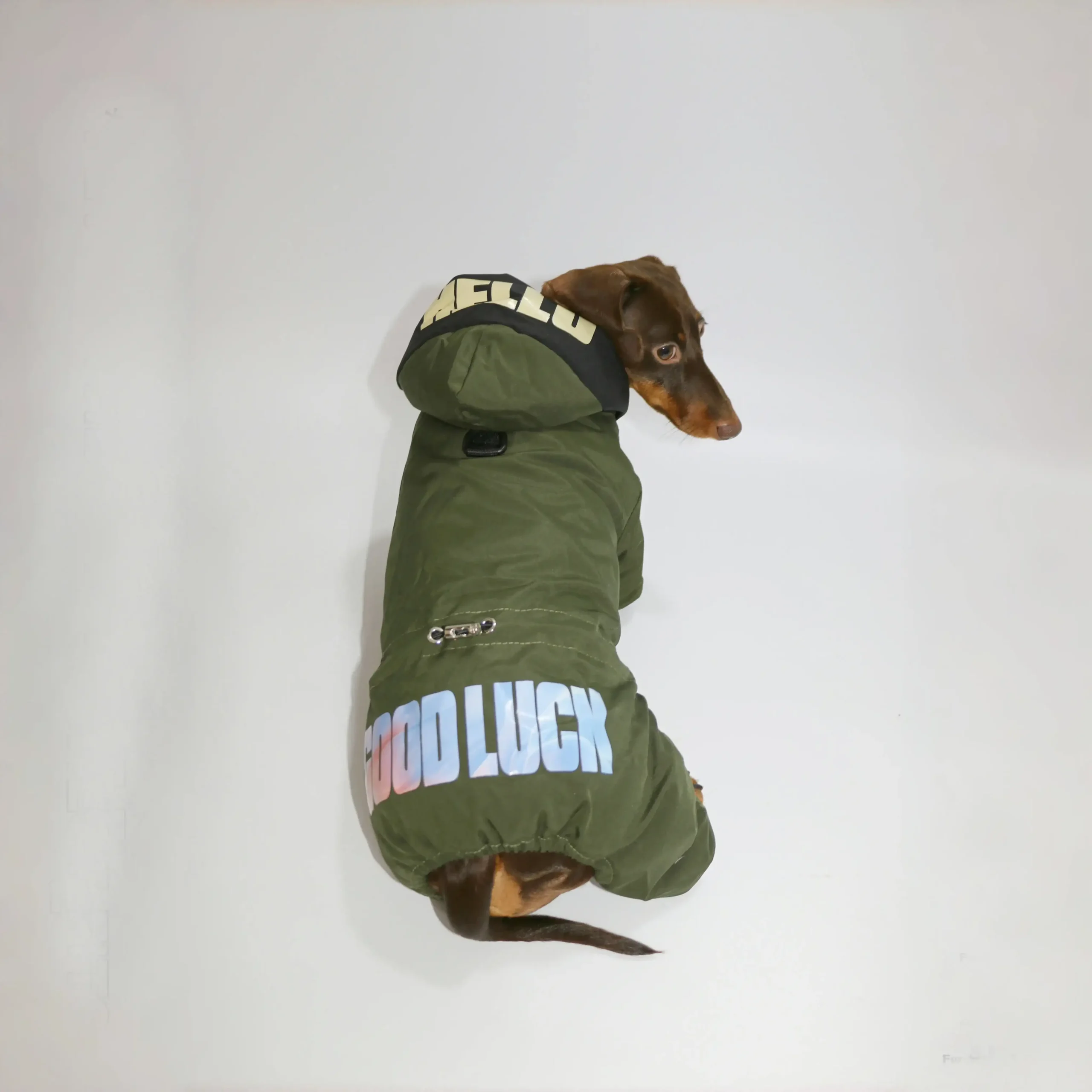 Veste Coupe-Vent Confortable Pour Teckel – Image 7