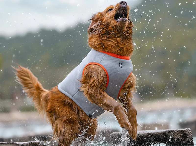 Veste Rafraîchissante Légère Pour Chien – Image 3