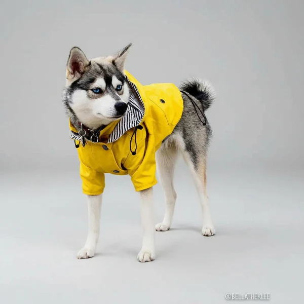 Vêtement de pluie imperméable pour chien – Image 3